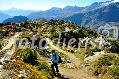 Wanderwege auf der Riederalp. Trekking path on Riederalp 