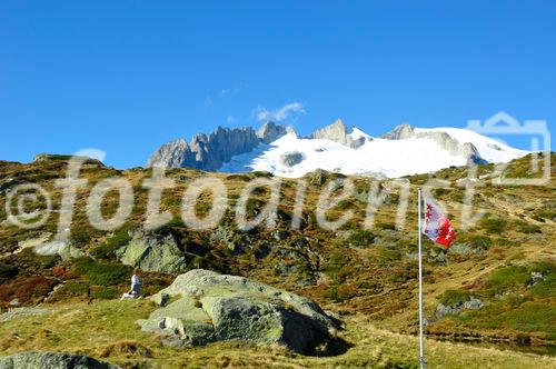 Alpenflora auf der Mossflu/riederalp mit Sicht auf das Fusshorn. Swiss alps vegetation and panoramic view to the Fusshorn from Riederalp