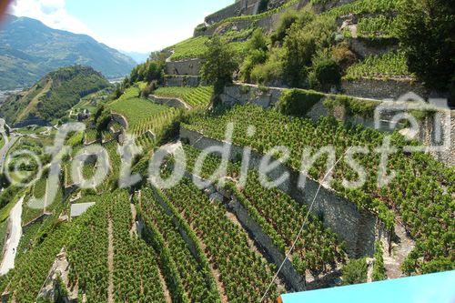Im 5200 ha grosse Weinanbaugebiet im Wallis arbeiten und leben 22'000 Winzer vom Weinanbau und den Rebbergen in den schweizer Alpen. Über 70 Sorten Weinreben gedeihen hier