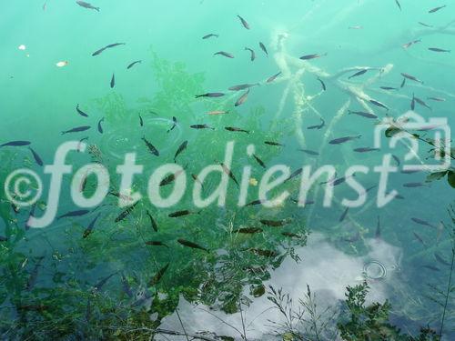 Die Plitvicer Seen in Kroatien zählen zu den größten und schönsten Nationalparks Europas. Offiziell 1949 gegründet wurde das knapp 300 km2 große Gebiet im hügeligen Karstgebiet unweit der Grenze zu Bosnien-Herzegowina 1979 als eines der ersten Naturdenkmäler weltweit in das UNESCO-Weltnaturerbe aufgenommen. Zu Ostern 1991 begann hier der Jugoslawien-Krieg mit blutigen Auseinandersetzungen zwischen serbischen Aufständischen und kroatischen Spezialeinheiten. Heute besuchen den Park jährlich etwa 900.000 Besucher. 