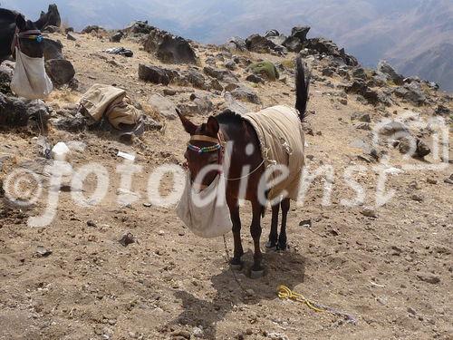 (C)Fotodienst/ Dr. Wilfried Seywald; Das Basislager Gusfandsara auf 3.150 m ist Ausgangspunkt für die Besteigung des Damavand. Im Bild: Tragtiere sorgen für Unterstützung beim Transport schweren Gepäcks.