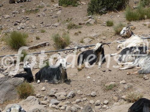 (C)Fotodienst/ Dr. Wilfried Seywald; Vom Basislager Gusfandsara auf 3.150 m geht es zu Fuß bergauf Richtung Damavand. Bis zur Schutzhütte Bargah-e Sevom auf 4.150 m passiert man Almwiesen mit Schaf- und Ziegenherden, Schotterfelder, bizarre Basaltgesteine, trockene Bachläufe, Lavafelder und zum Schluss vulkanisch geprägte Felslandschaften.