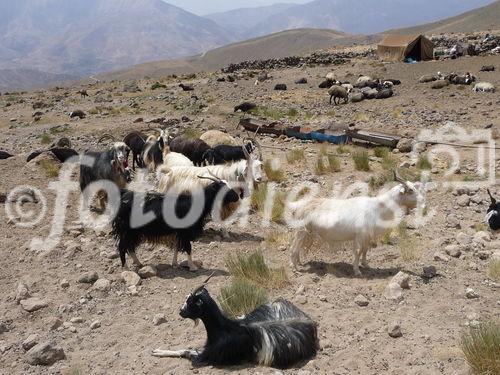 (C)Fotodienst/ Dr. Wilfried Seywald; Vom Basislager Gusfandsara auf 3.150 m geht es zu Fuß bergauf Richtung Damavand. Bis zur Schutzhütte Bargah-e Sevom auf 4.150 m passiert man Almwiesen mit Schaf- und Ziegenherden, Schotterfelder, bizarre Basaltgesteine, trockene Bachläufe, Lavafelder und zum Schluss vulkanisch geprägte Felslandschaften.