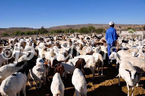 Ein namibischer Schafzüchter in der Kalahari nahe Rietoog. A namibian sheep-farmer near Rietoog in the Kalahari.