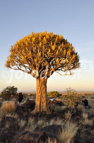 Im Köcherbaumwald bei Keetmanshoop stehen Hunderte dieser endemischen Bäume beieinander. Nach ca. 35 Jahren erst blühen sie das erste Mal für zwei Monate im Jahr. Die ältesten wurden fast 800 Jahre alt. 