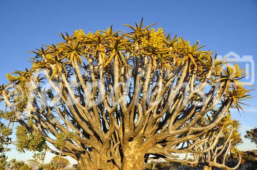 Bei Keetmanshoop gibt es den einzigen endemischen Köcherwald in Namibia. Dort stehen die ältesten Bäume. Sie werden bis zu 800 Jahre alt und es gibt sie nur in Namibia zu sehen. 