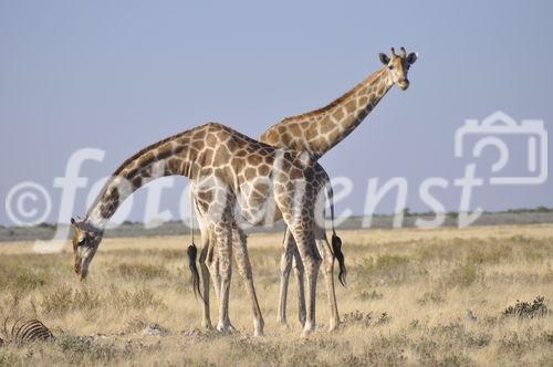 Zwei stolz im Etosha Nationalpark in Namibia posierende Giraffen.