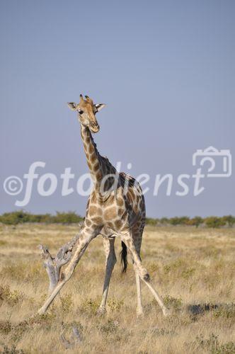 Tausende von Giraffen streifen durch Namibias Nationalpärke wie hier bei Namutomi. 