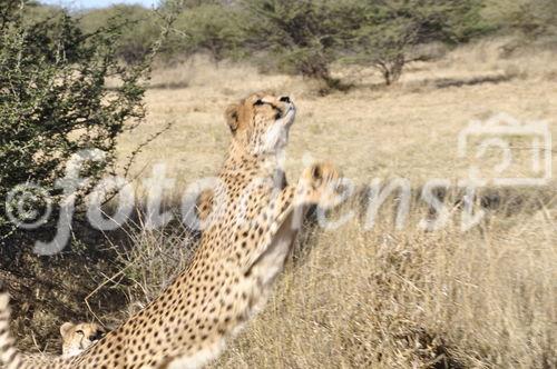 Geschmeidig und gefährdet: Im Cheetha Conservation Fund Reservat werden die Geparden, die verletzt wurden, gepflegt, versorgt und nach Möglichkeit in einem sicheren Gebiet wieder ausgesiedelt. www.cheetha.org