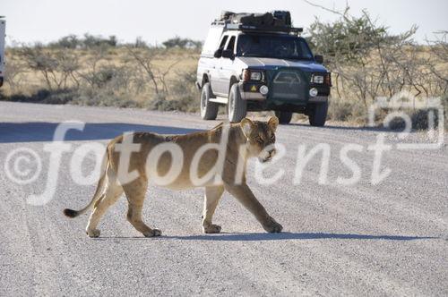 Neben den Löwen leben 240 andere Säugetierarten sowie 250 Reptilienarten im Etosha Nationalpark. Die Wildtiere haben in allen Nationalpärken von Namibia Vortritt. Bei Kollission droht eine saftige Busse.