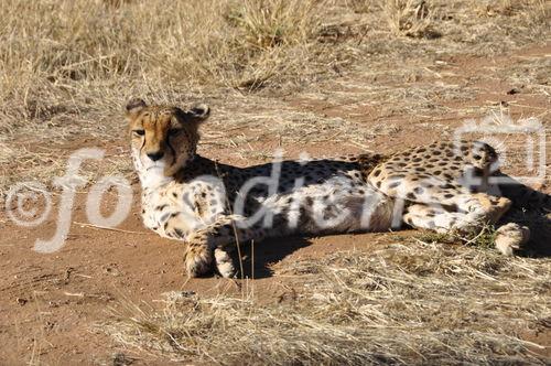 Das Cheetah Conservation Fund Projekt nahe Otjiwarongo beherrbergt schützenswerte Geparde, die verletzt wurden oder von Farmern gefangenwurden, weils die die Schafe und das Vieh bedrohten. 