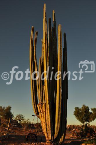 Prächtige Sukkulenten und über 6000 andere Pflanzenarten sind in der Kalahari von Namibia zu finden. Dieses Prachtexemplar steht im Garten von Garies Restcamp nahe Rietoog. 