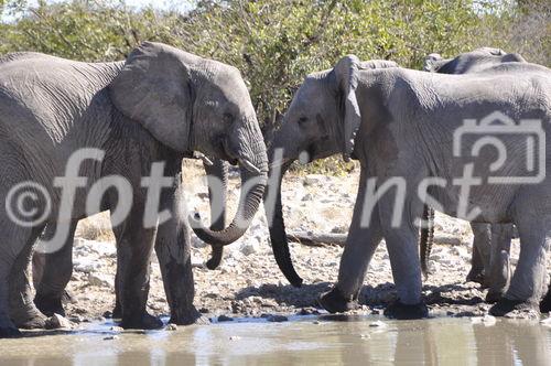 Die zwei Elefanten mögen sich und turteln miteinander am Wasserloch nahe Halali-Camp im Etosha Nationalpark. www.namibia-tourism.com, www.nwr.com.na