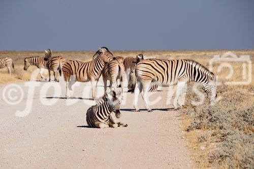 Stau am Zebrastreifen im Etoscha Nationalpark. Es fällt auf, dass die Tiere in den Nationalparks gelassen auf der Strasse liegen und sich nicht aufschrecken und so schnell vertreiben lassen. 