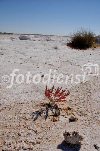 Vegetation am Rande der Etosha Salzpfanne. Nature and vegetation at the boarder of the Etosha-saltpan.