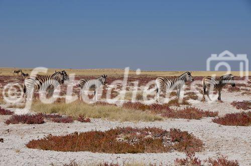 GMC Müller/ Zebraherde im Süden Namibias 