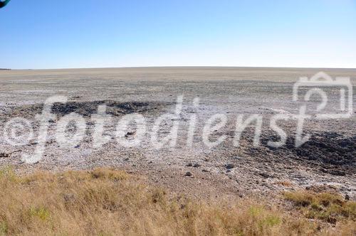 Die Naturlandschaft und Vegetation am Rande der Salzpfanne des Etosha Nationalparks. NNature, landscape and vegetation of the Etosha Pan