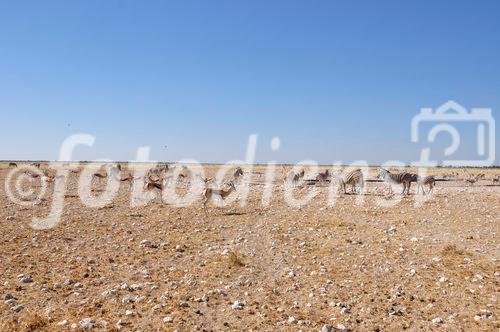 Wildlife and landscape in Etoscha-Nationalpark. 