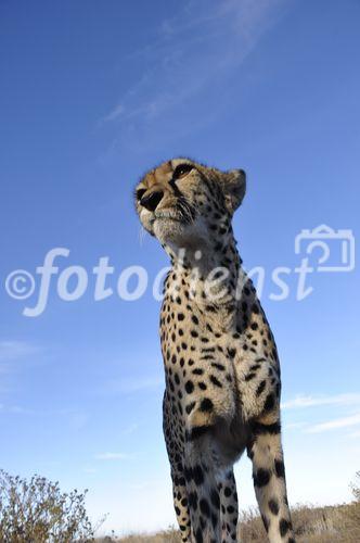 In Namibia gibt es die meisten Leoparden auf der Welt. Rund ein Drittel der vom Aussterben bedrohten Spezie lebt hier. 