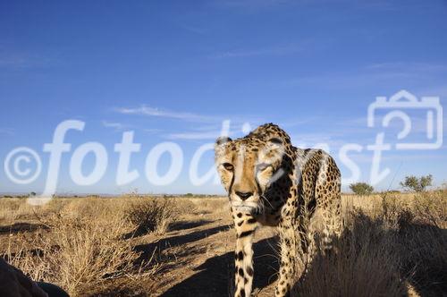 In Namibia gibt es die meisten Leoparden auf der Welt. Rund ein Drittel der vom Aussterben bedrohten Spezies lebt hier. 