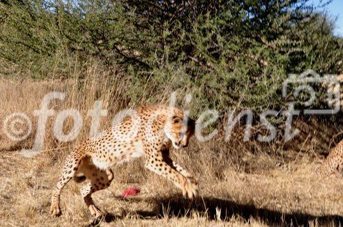 In Namibia gibt es die meisten Leoparden auf der Welt. Rund ein Drittel der vom Aussterben bedrohten Spezies lebt hier. 