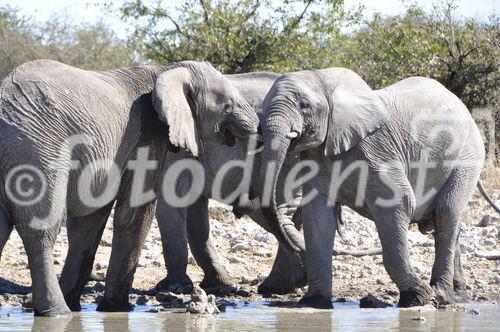 Elefanten am Wasserloch im Etosha Nationalpark