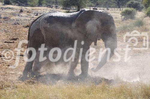 Elefant am Wasserloch im Etosha Nationalpark