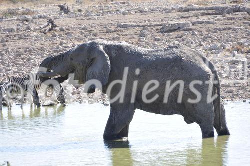 Ein Elefant drinkt bis zu 200 Liter Wasser pro Tag und schlürft dieses am Wasserloch im Etosha Nationalpark