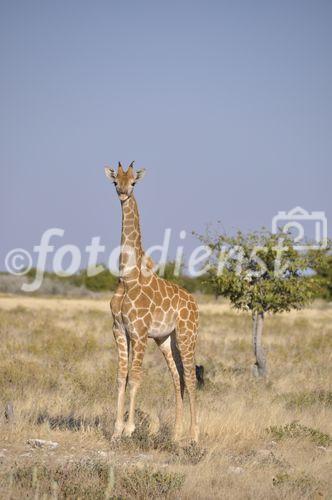 Der Etosha Nationalpark ist einer der ältesten Natur- und Tierschutzgebiete der Welt und wurde 1903 gegründet. 