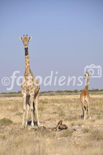 Der Etosha Nationalpark ist einer der ältesten Natur- und Tierschutzgebiete der Welt und wurde 1903 gegründet. 