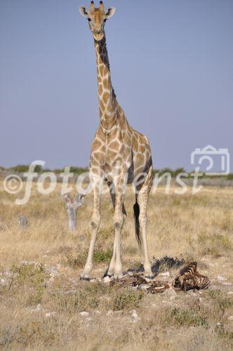 Der Etosha Nationalpark ist einer der ältesten Natur- und Tierschutzgebiete der Welt und wurde 1903 gegründet. 