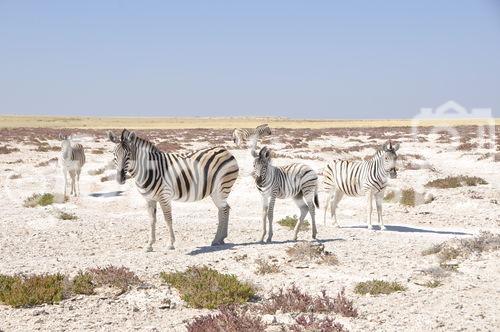 Zebras im Etosha Nationalpark