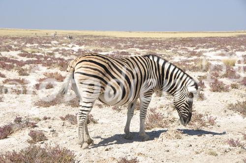 Zebra im Etosha Nationalpark