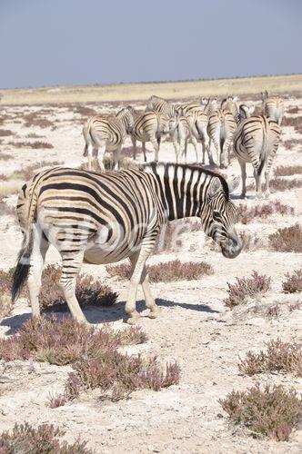 Zebra im Etosha Nationalpark