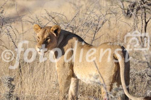 Löwin im Etosha Nationalpark. Lioness in the Etosha Nationalpark