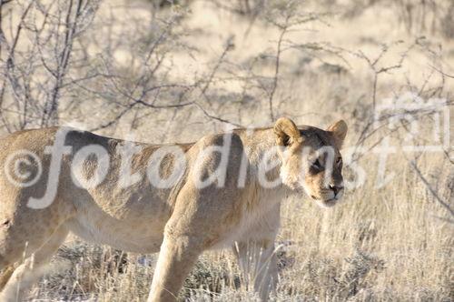 Löwin im Etosha Nationalpark. Lioness in the Etosha Nationalpark