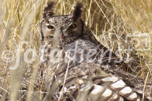 Eule im Etosha Nationalpark