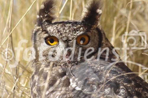 Eule im Etosha Nationalpark