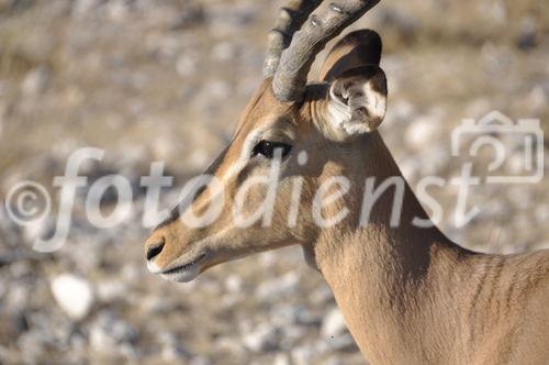 Säbelantilope im Etosha Nationalpark