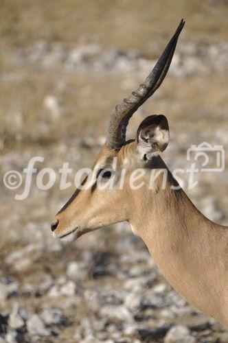 Säbelantilope im Etosha Nationalpark