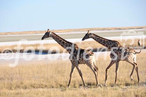 Giraffen beim Namutomi Camp im Etosha Nationalpark. Girafs at Namutomi Camp in Etosha.