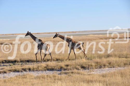 Giraffen  beim Namutomi Camp im Etosha Nationalpark. Girafs at Namutomi Camp in Etosha.