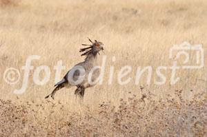 Der Sekretär, ein lustiger und ganz schön schräger Vogel - gesichtet in the Kalahari.  The secretary-bird seen in the Kalahari. 