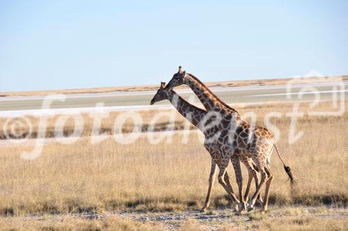 Giraffen  beim Namutomi Camp im Etosha Nationalpark. Girafs at Namutomi Camp in Etosha.