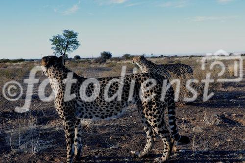 Zwei Geparde in der namibischen Kalahari. In Namibia lebt ein Drittel der weltweiten Gepard-Population. Two jeethas in the namibian Kalahari - where one third of the world jettha population is living.