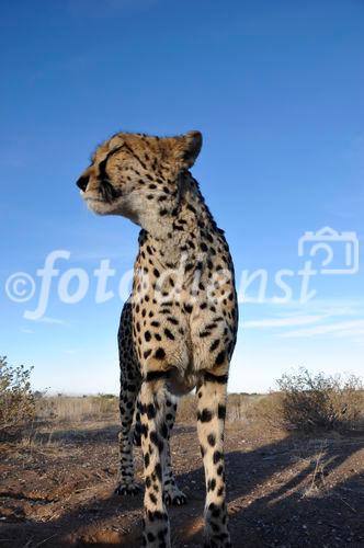 Gepard in der namibischen Kalahari. Rund 3000 Geparde leben im Land. Damit beherbergt Namibia rund ein Drittel der weltweiten Geparden-Population. A Jeetha in the namibian Kalahari, where one third of the world population is living. 