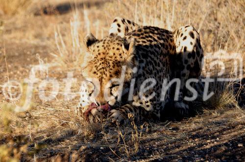 Im Cheetha Conservation Fund werden die gefährdeten Tiere geschützt und gepflegt sowie nach Möglichkeit wieder ausgewildert. In the Cheetha Conservation Fund Project the endangered animals are protected and keept until they can be released in the wilderness.