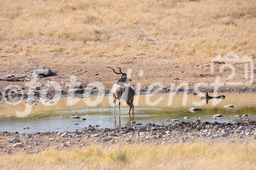 Ein prächtiger Kudu im Etosha Nationalpark. Über 20 Antilopenarten und 114 Säugetierarten sind hier zu sehenA huge Kudu in Etosha Nationalpark. More than 20 different antilopes can be seen here. 