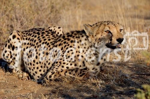 Ein Gepard in der namibischen Kalahari. In Namibia lebt ein Drittel der weltweiten Gepard-Population. A jeetha in the namibian Kalahari - where one third of the world jettha population is living. 