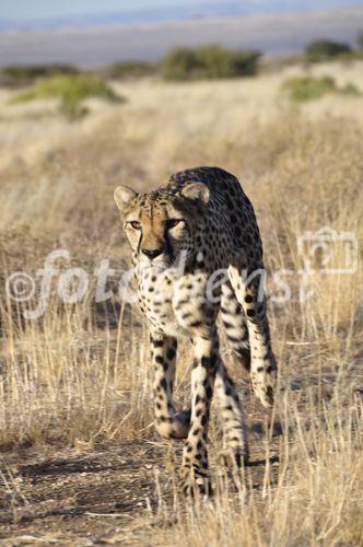 In Namibia gibt es die meisten Leoparden auf der Welt. Rund ein Drittel der vom Aussterben bedrohten Spezies lebt hier. 